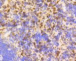 GAPDH Antibody in Immunohistochemistry (Paraffin) (IHC (P))