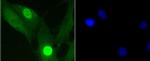 Phospho-Histone H1.3/H1.4 (Thr17) Recombinant Rabbit Monoclonal Antibody (SR38-03)