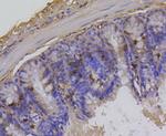 Phospho-Histone H1.3/H1.4 (Thr17) Antibody in Immunohistochemistry (Paraffin) (IHC (P))