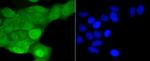 SHP-1 Antibody in Immunocytochemistry (ICC/IF)