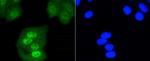 SHP-1 Recombinant Rabbit Monoclonal Antibody (SR41-02)
