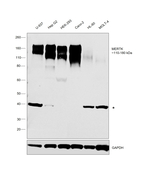 MERTK Antibody in Western Blot (WB)