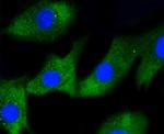 IRF1 Recombinant Rabbit Monoclonal Antibody (SR44-08)