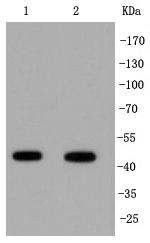 IRF1 Antibody in Western Blot (WB)