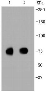SR-BI Antibody in Western Blot (WB)