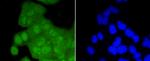 CDK2 Recombinant Rabbit Monoclonal Antibody (SR01-01)