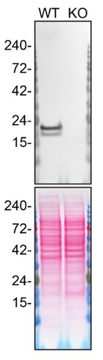 Caveolin 1 Antibody in Western Blot (WB)