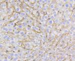 Caveolin 1 Antibody in Immunohistochemistry (Paraffin) (IHC (P))