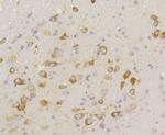 Phospho-EIF2S1 (Ser51) Antibody in Immunohistochemistry (Paraffin) (IHC (P))