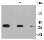 Phospho-EIF2S1 (Ser51) Antibody in Western Blot (WB)