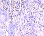 Phospho-ERK1/ERK2 (Thr202,Thr185) Antibody in Immunohistochemistry (Paraffin) (IHC (P))