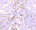 Phospho-ERK1/ERK2 (Thr202,Thr185) Antibody in Immunohistochemistry (Paraffin) (IHC (P))