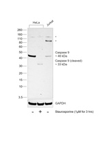 Caspase 9 Antibody