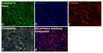 Caspase 9 Antibody in Immunocytochemistry (ICC/IF)
