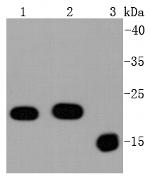 Bax Recombinant Rabbit Monoclonal Antibody (SZ3-07)