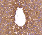AIF Antibody in Immunohistochemistry (Paraffin) (IHC (P))