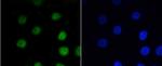 Phospho-Myb (Ser11) Recombinant Rabbit Monoclonal Antibody (SZ04-81)