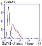 SATB1 Antibody in Flow Cytometry (Flow)
