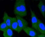 ERG Antibody in Immunocytochemistry (ICC/IF)