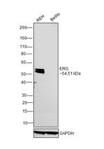 ERG Antibody