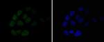 MSH6 Antibody in Immunocytochemistry (ICC/IF)
