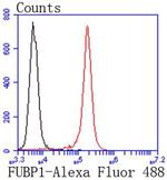 FUBP1 Antibody in Flow Cytometry (Flow)