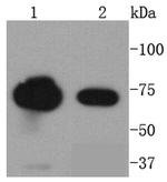 FUBP1 Antibody in Western Blot (WB)