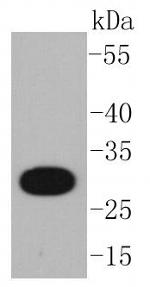 CD20 Antibody in Western Blot (WB)
