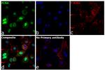 PCNA Antibody in Immunocytochemistry (ICC/IF)