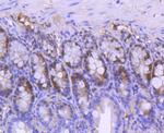 PCNA Antibody in Immunohistochemistry (Paraffin) (IHC (P))
