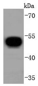 V5 Tag Antibody in Western Blot (WB)