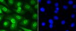 Phospho-Smad5 (Ser463,Ser465) Recombinant Rabbit Monoclonal Antibody (SY09-03)