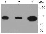 DNMT3B Recombinant Rabbit Monoclonal Antibody (SY09-07)