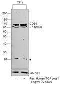 CD34 Antibody in Western Blot (WB)