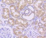 MCL-1 Recombinant Rabbit Monoclonal Antibody (SI16-04)