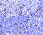 CD11c Recombinant Rabbit Monoclonal Antibody (SI19-06)