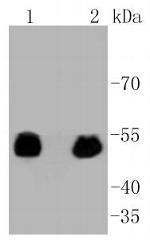 Phospho-p53 (Ser392) Antibody in Western Blot (WB)