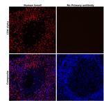 CD8 alpha Antibody in Immunohistochemistry (Paraffin) (IHC (P))