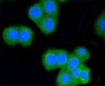CD8 alpha Antibody in Immunocytochemistry (ICC/IF)