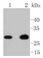 CD8 alpha Antibody in Western Blot (WB)