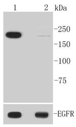 Phospho-EGFR (Tyr1092) Antibody in Western Blot (WB)