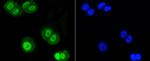 SUMO1 Recombinant Rabbit Monoclonal Antibody (SJ20-03)
