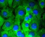 NOTCH1 Recombinant Rabbit Monoclonal Antibody (SJ205)