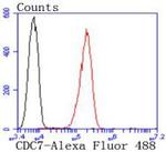 Cdc7 Antibody in Flow Cytometry (Flow)
