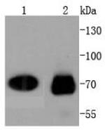 Cdc7 Recombinant Rabbit Monoclonal Antibody (SY21-01)