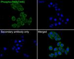 Phospho-PKR (Thr446) Recombinant Rabbit Monoclonal Antibody (SY230)