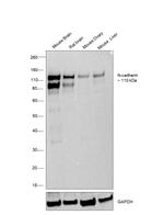 N-cadherin Antibody in Western Blot (WB)