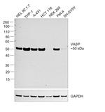 VASP Antibody