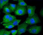 KIF23 Recombinant Rabbit Monoclonal Antibody (SY02-74)