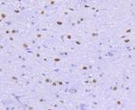 HDAC2 Antibody in Immunohistochemistry (Paraffin) (IHC (P))